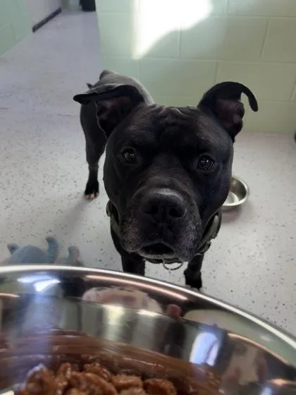 A senior large-sized male Black Terrier dog named Hoss for adoption in Rapid City, SD