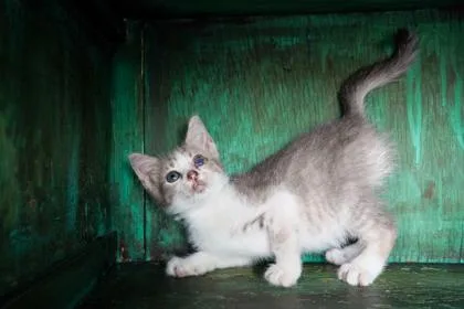A baby small-sized female Domestic Short Hair cat named Bashful for adoption in San Antonio, TX