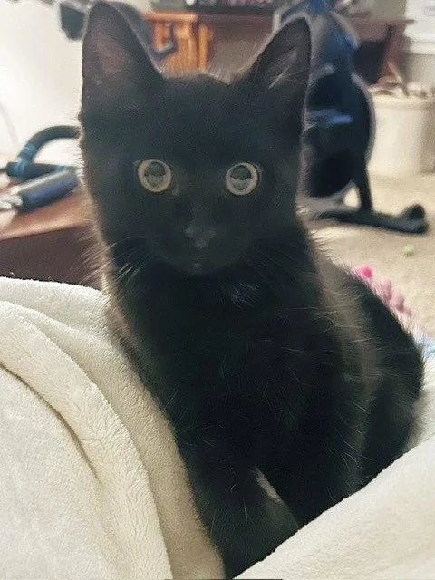 A baby medium-sized male Black Domestic Medium Hair cat named Max for adoption in Shawnee, KS