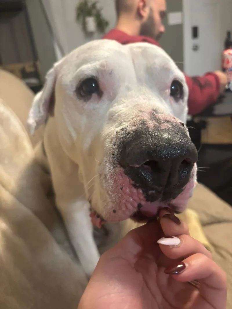 Pinecone thumbnail 2