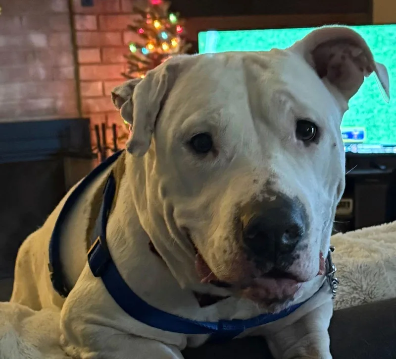 Pinecone thumbnail 3