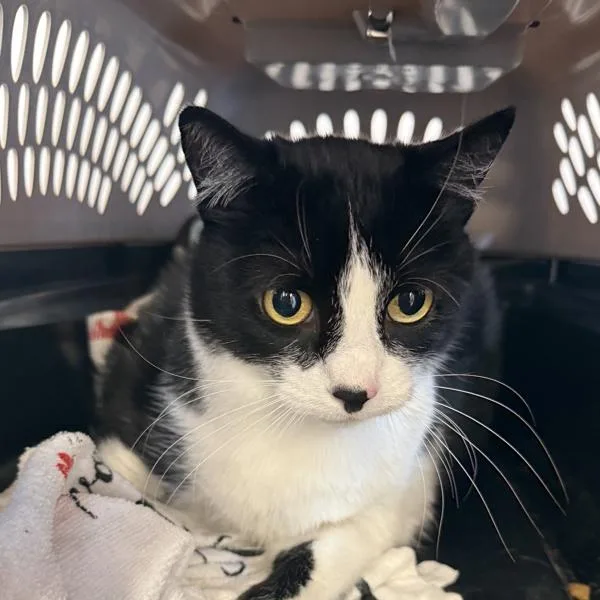 Princess Leia thumbnail 2