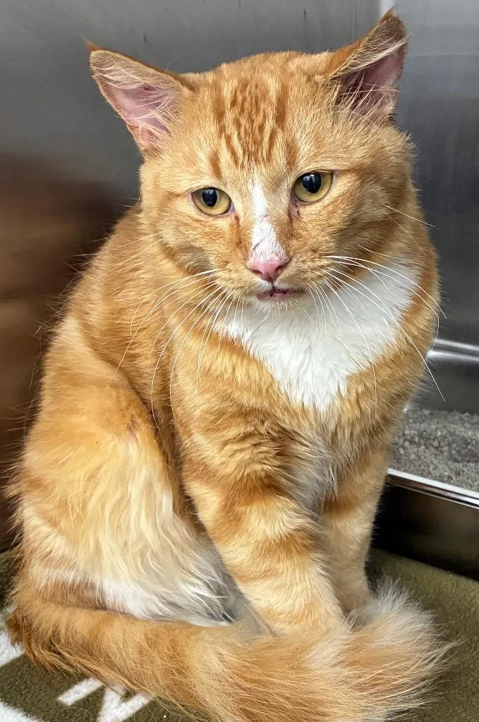 A young small-sized male Domestic Long Hair cat named Posse for adoption in Hartsville, SC