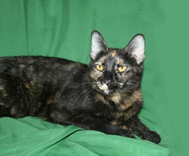 A young medium-sized female Tortoiseshell cat named Sooty for adoption in Victoria, MN
