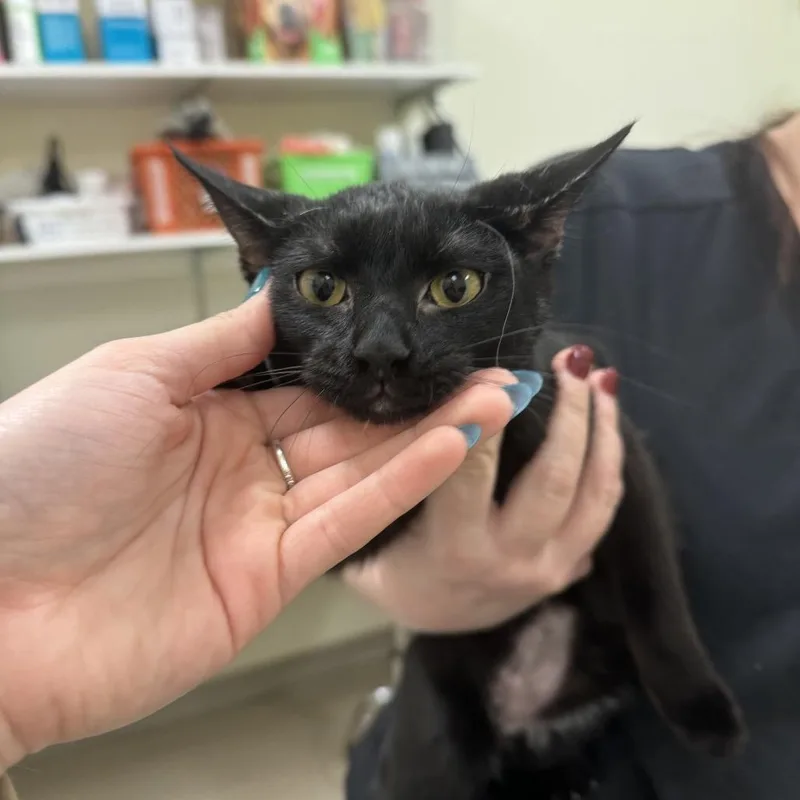 Milkshake thumbnail 2