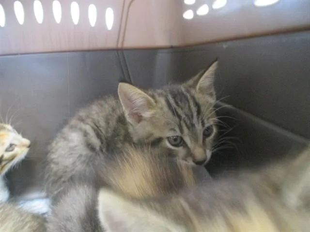 A baby small-sized male Domestic Short Hair cat named Niko for adoption in Ocala, FL