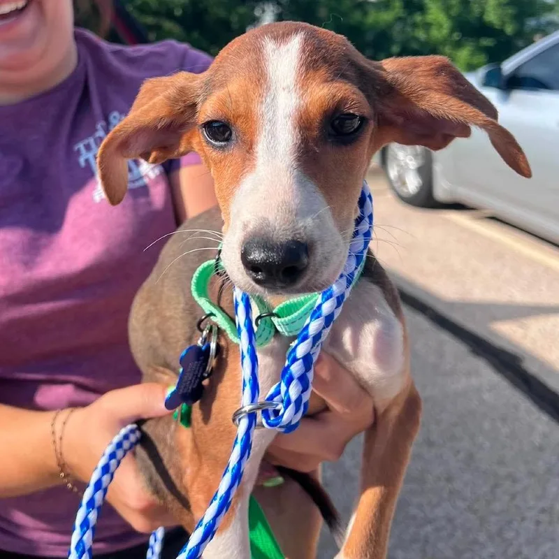 A baby medium-sized male Yellow / Tan / Blond / Fawn Beagle dog named Rolo for adoption in St. Charles, IL