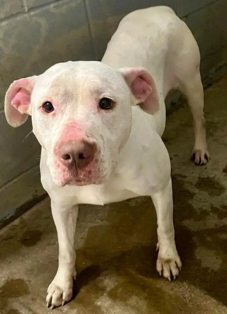 An adult medium-sized female Pit Bull Terrier dog named Glenda for adoption in North Vernon, IN