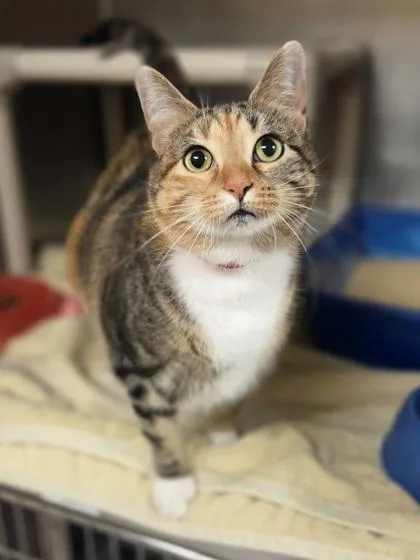 An adult large-sized female Domestic Short Hair cat named Marta for adoption in Westland, MI