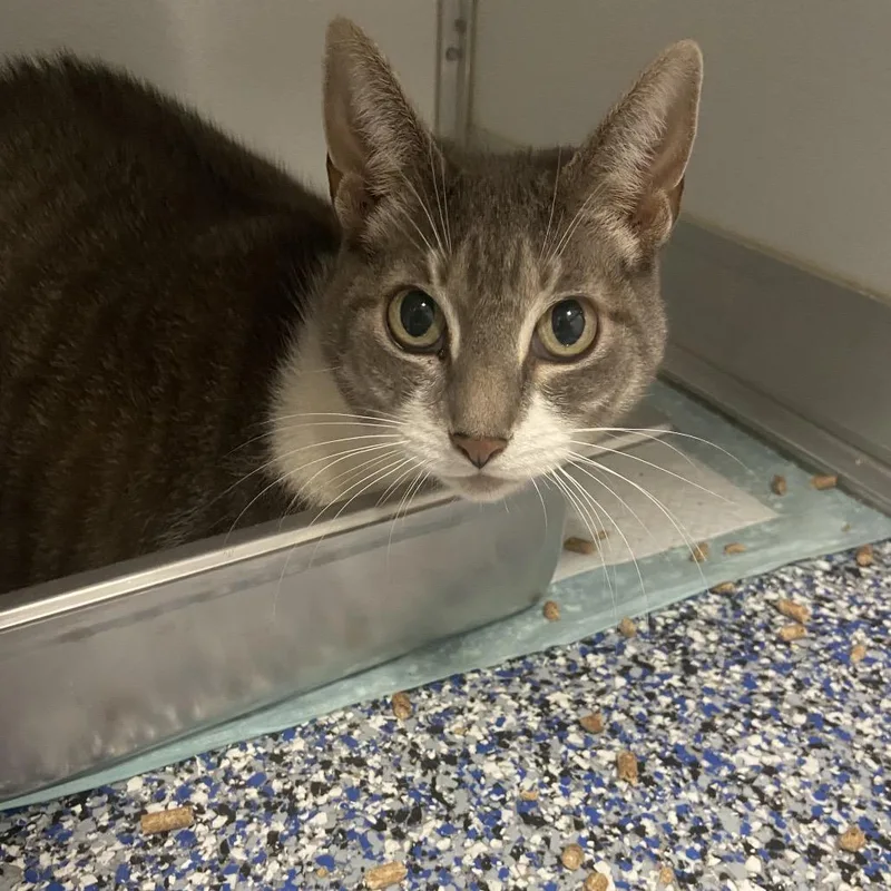 A senior extra large-sized female Gray / Blue / Silver Domestic Short Hair cat named Masha for adoption in Binghamton, NY
