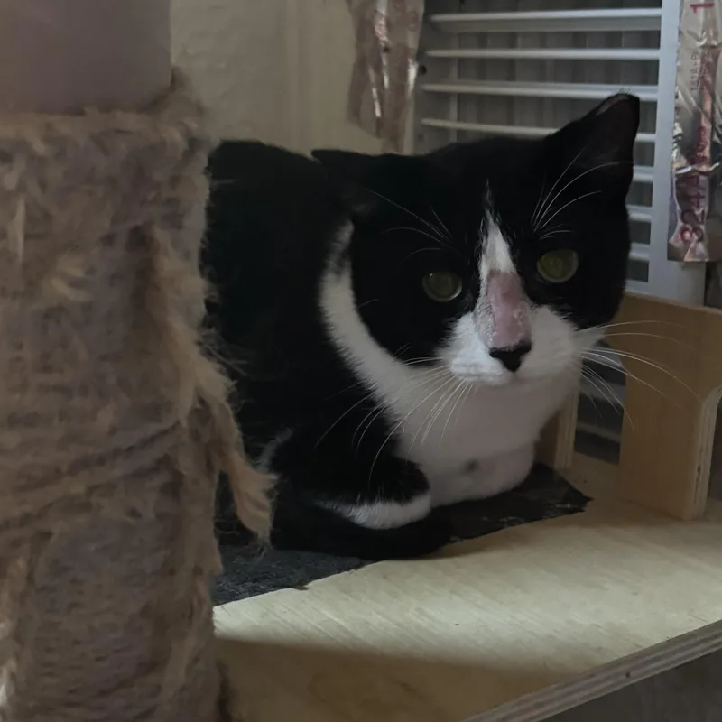 An adult medium-sized male Black & White / Tuxedo Domestic Short Hair cat named Mathew for adoption in Pittsburgh, PA