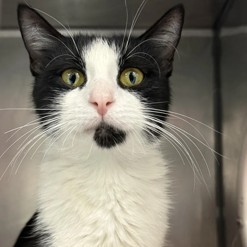 An adult medium-sized female Black Domestic Short Hair cat named Starbound for adoption in Austin, TX