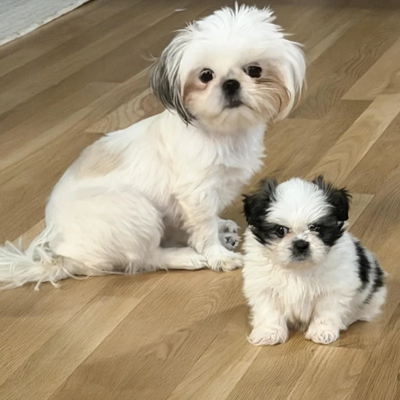 Special and Moose thumbnail 2