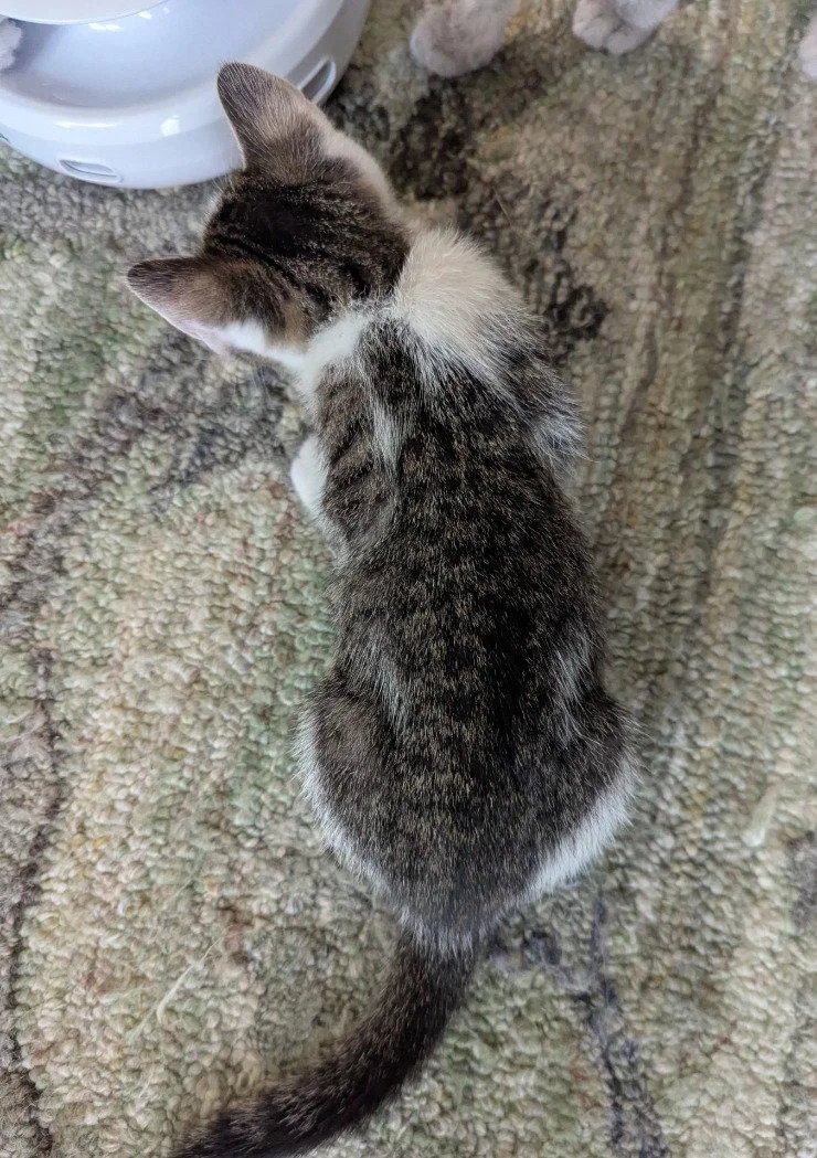 A baby medium-sized female Domestic Short Hair cat named Joule for adoption in Oviedo, FL