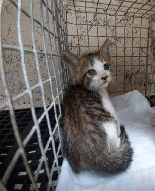 A baby small-sized male Domestic Short Hair cat named Heron for adoption in Fort Lauderdale, FL