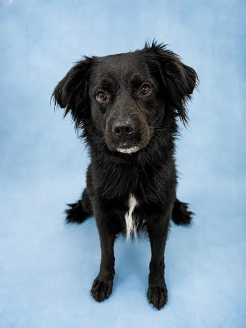 An adult large-sized male Australian Shepherd dog named Alex for adoption in Westminster, MD