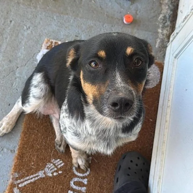A young medium-sized female Black Australian Cattle Dog / Blue Heeler dog named CT Stella for adoption in Stormville, NY