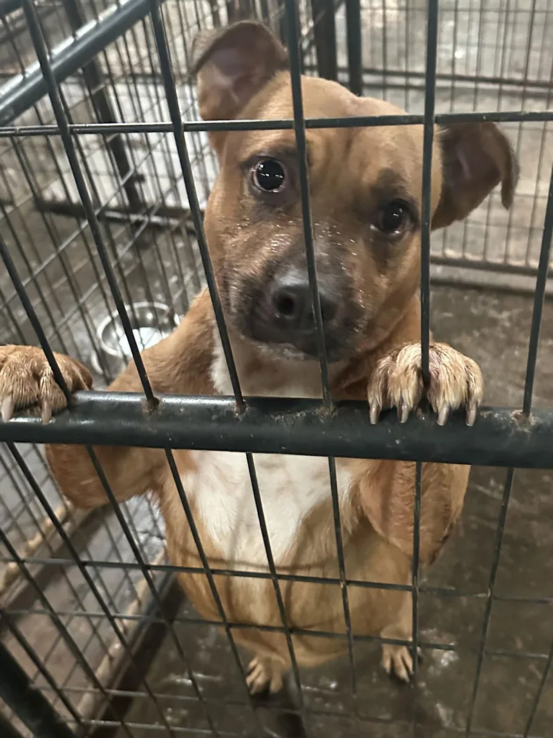 Dollar General thumbnail 2