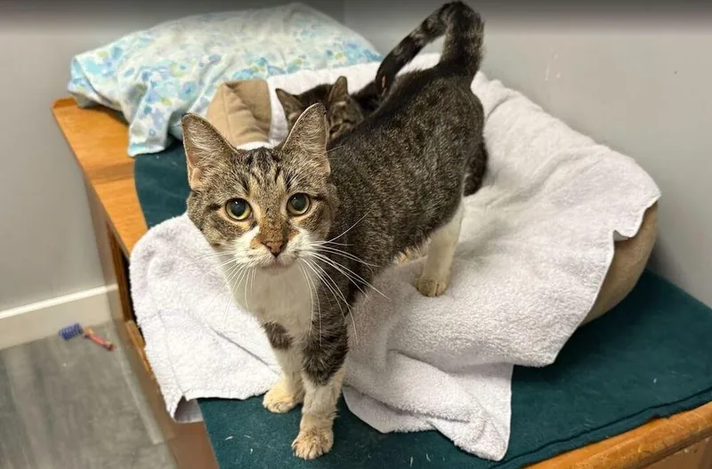 A senior medium-sized female Domestic Short Hair cat named Trixie for adoption in Hudson, NH