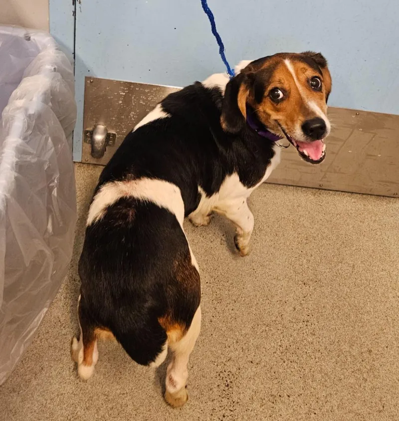 A senior medium-sized female Beagle dog named Daisy for adoption in Bloomington, IN