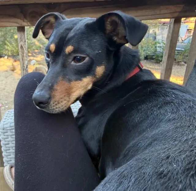 A young medium-sized female Dachshund dog named Brie    for adoption in Los Angeles, CA