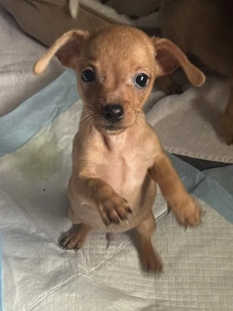 A baby small-sized male Chihuahua dog named Landon for adoption in Tulsa, OK