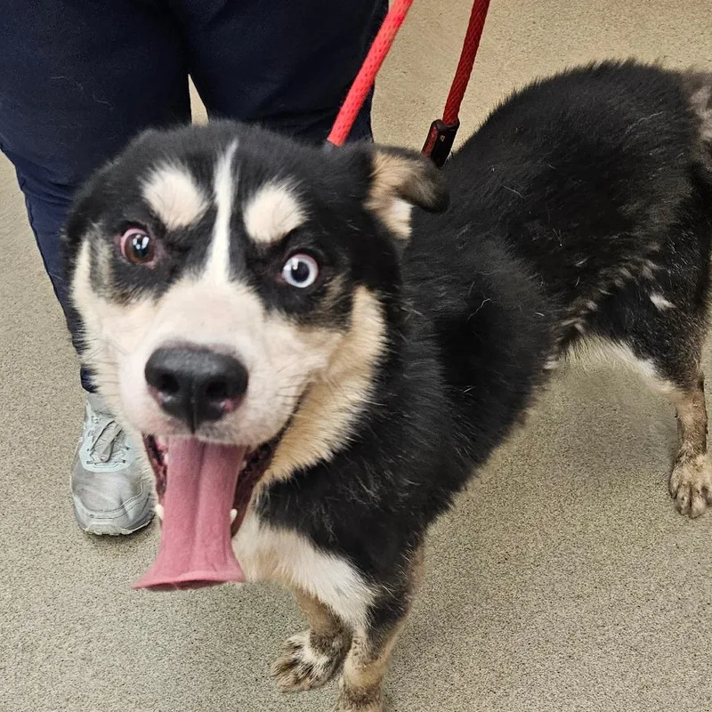An adult medium-sized male Black Husky dog named Toucan Sam for adoption in Birdsboro, PA