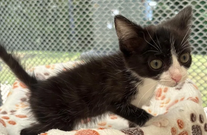 A baby medium-sized female Domestic Short Hair cat named Suzuki for adoption in Greeneville, TN