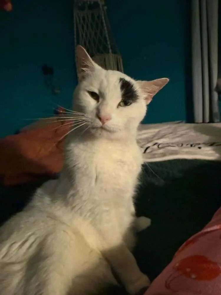 An adult large-sized male Domestic Short Hair cat named Patch for adoption in Chicago, IL