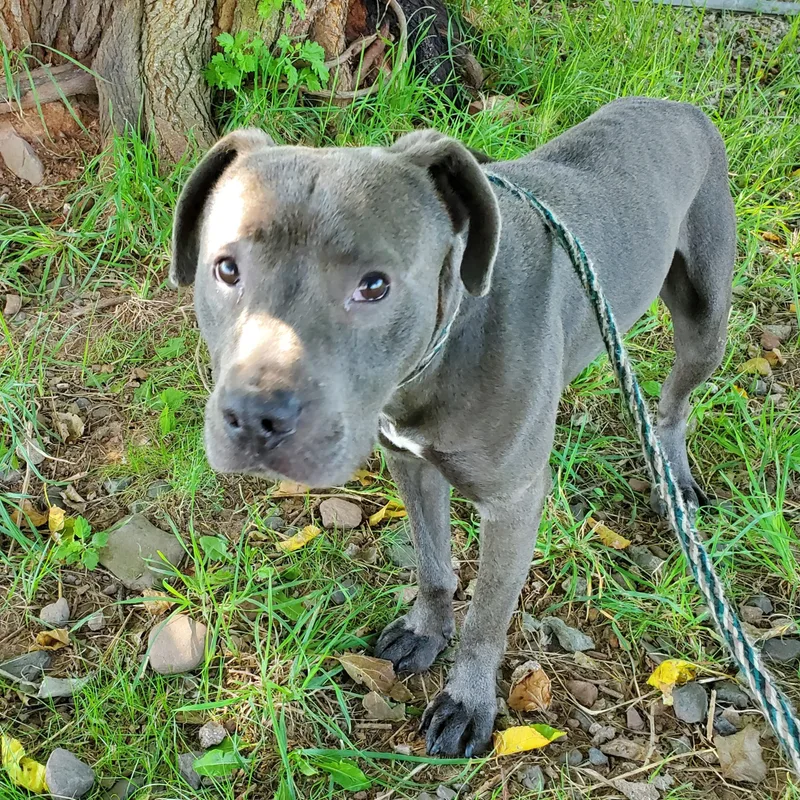 A young medium-sized male Gray / Blue / Silver Pit Bull Terrier dog named Bruno for adoption in Jersey city, NJ