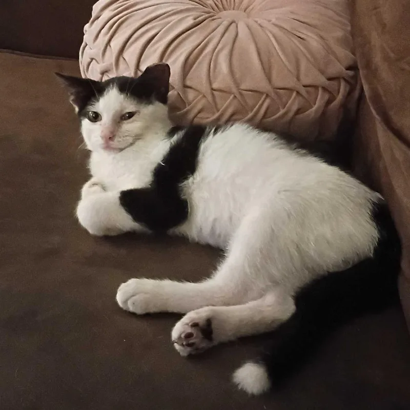 A baby small-sized male White Domestic Short Hair cat named Larry for adoption in Evansville, IN