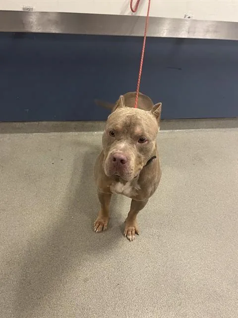 An adult large-sized male American Bulldog dog named Jack for adoption in Miami, FL