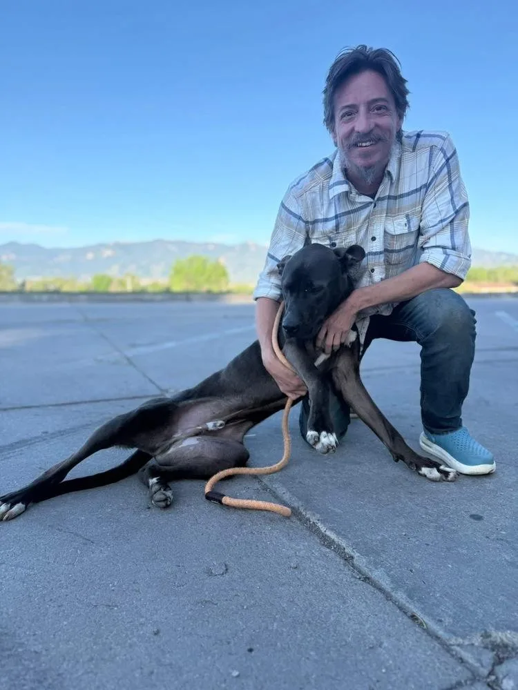An adult large-sized male Tricolor (Brown, Black, & White) Labrador Retriever dog named Jim Beam for adoption in Colorado Springs, CO