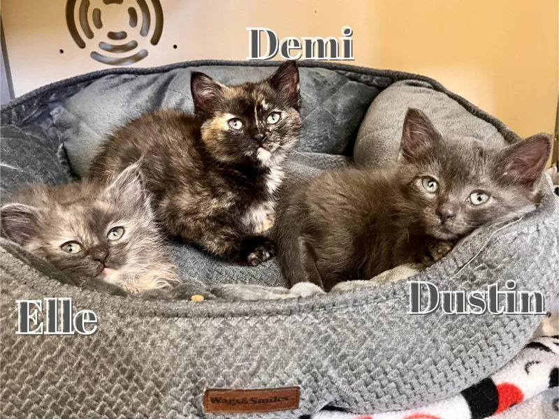 A baby small-sized female Domestic Medium Hair cat named Demi for adoption in Webster, WI