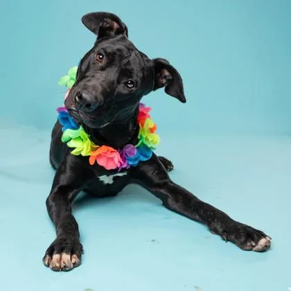 An adult large-sized male Labrador Retriever dog named Cash for adoption in Atlanta, GA