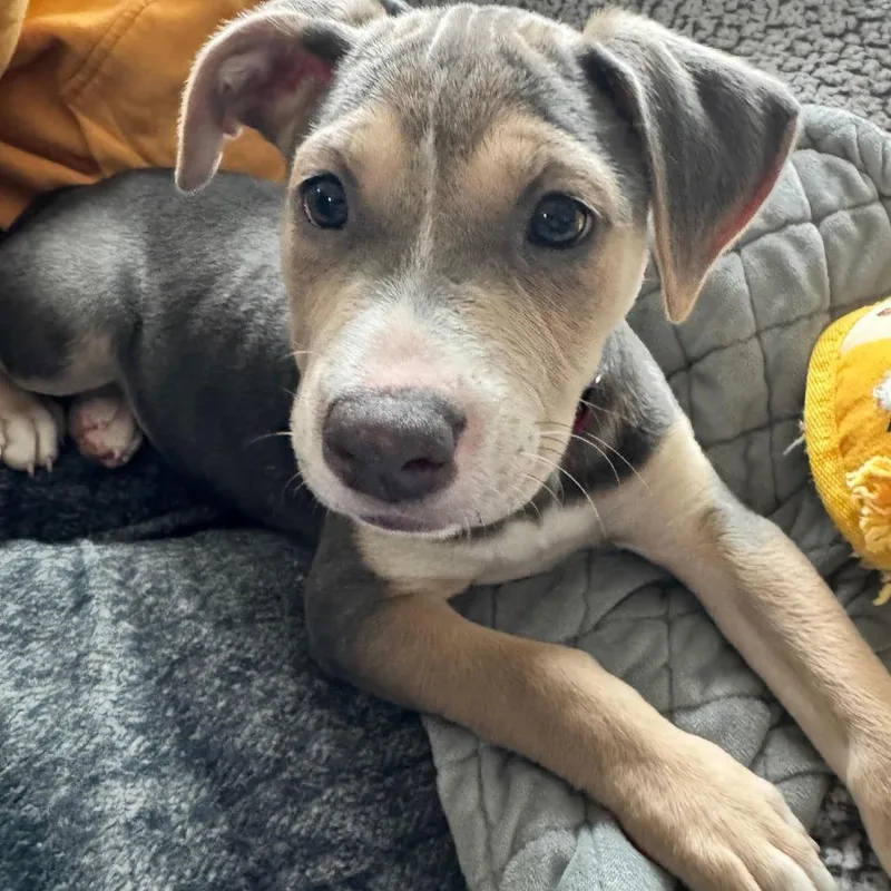 Sloane D thumbnail 2