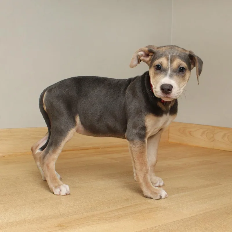 Sloane D thumbnail 5