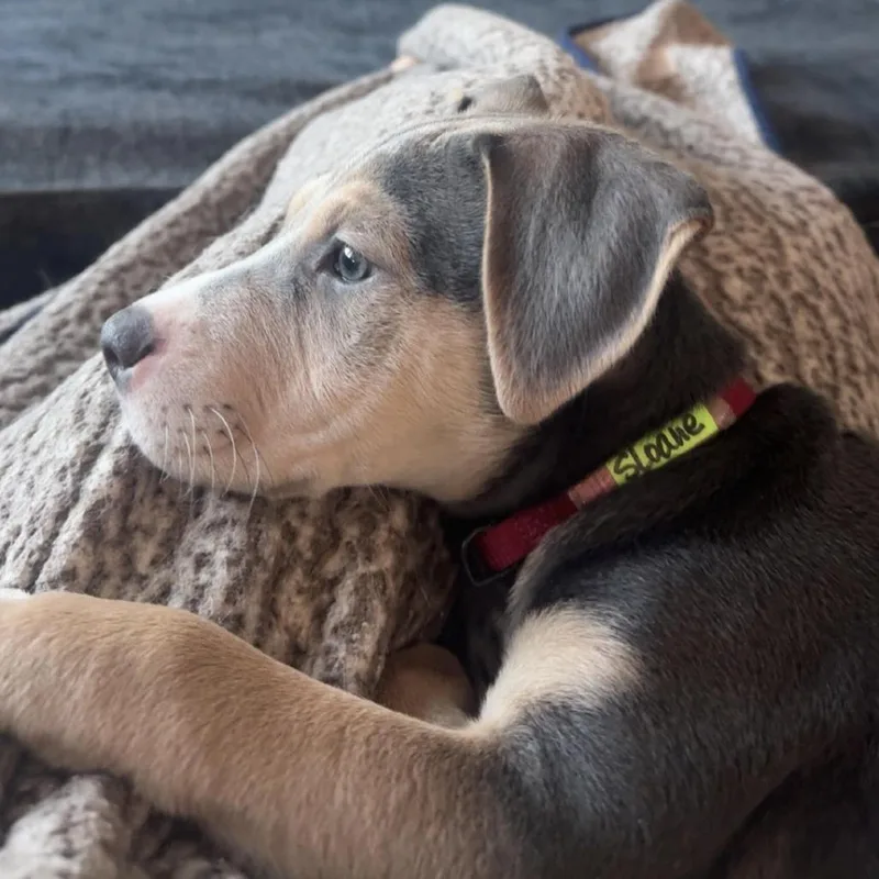 Sloane D thumbnail 6