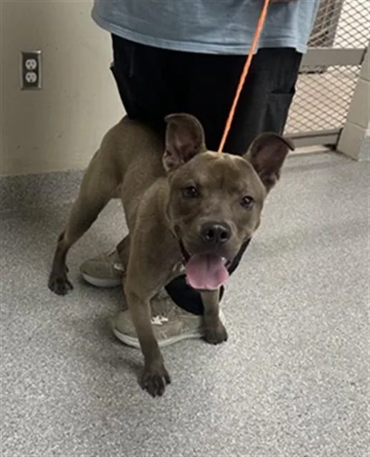 A young medium-sized male American Staffordshire Terrier dog named A for adoption in Pasadena, TX
