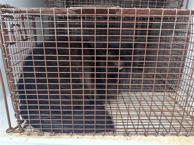 An adult large-sized female Domestic Medium Hair cat named A for adoption in Houston, TX