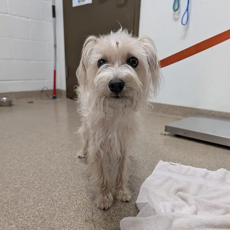 An adult small-sized male White / Cream Maltese dog named Scritz for adoption in League City, TX