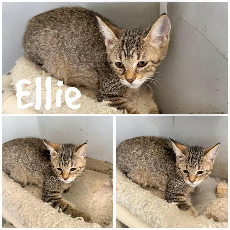 A young medium-sized female Tabby (Gray / Blue / Silver) Domestic Short Hair cat named Ellie for adoption in Saint James, MO