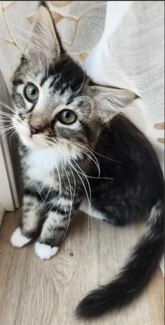A baby small-sized female Domestic Medium Hair cat named Cassie for adoption in Charlotte, NC