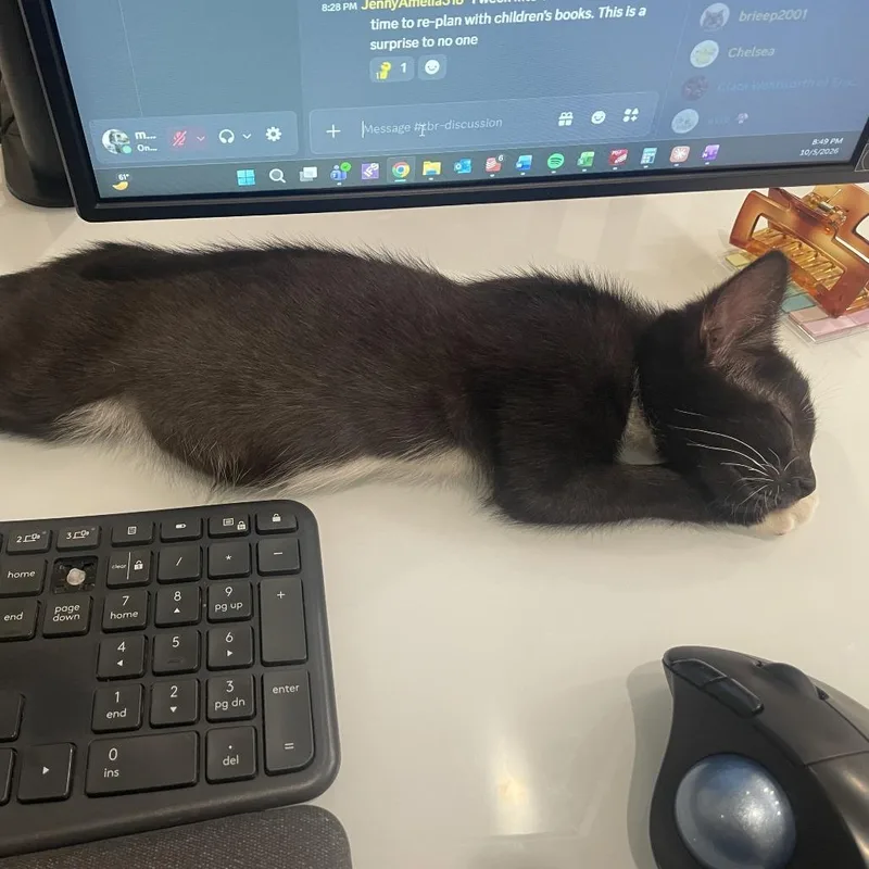 A baby small-sized male Black Domestic Short Hair cat named Anthracite "Ankle Socks" Annie for adoption in Normal, IL