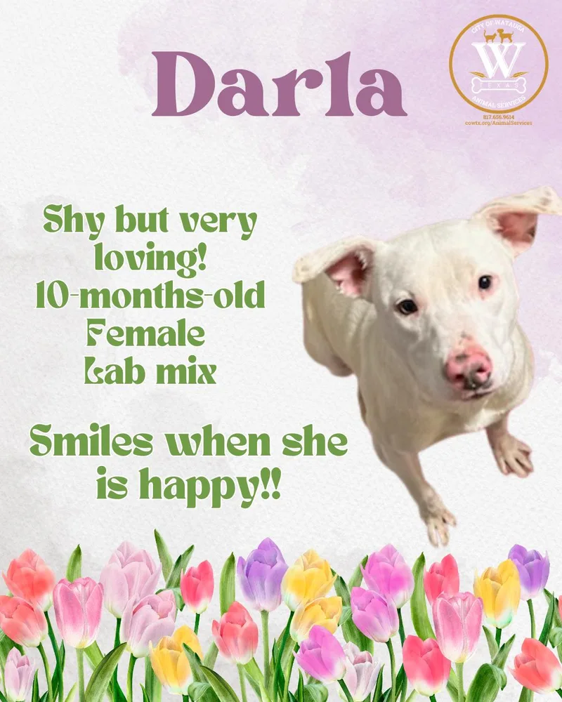 A young medium-sized female White / Cream Labrador Retriever dog named Darla for adoption in Watauga, TX