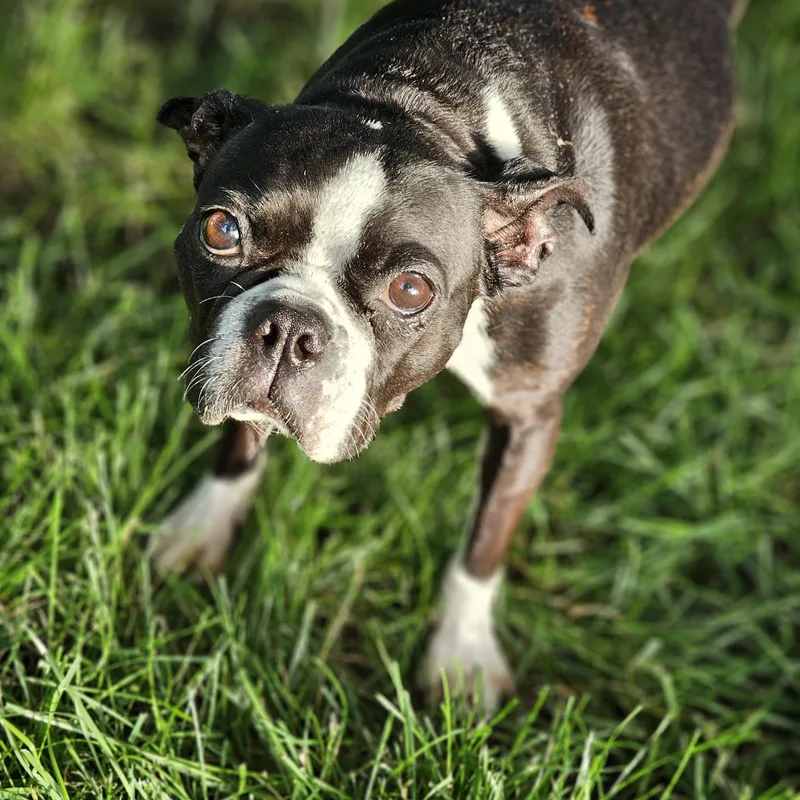 Mocha So.il thumbnail 2