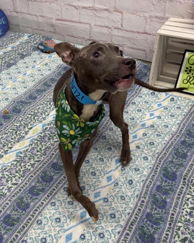 A baby medium-sized male Mixed Breed dog named Kingsley for adoption in Detroit, MI
