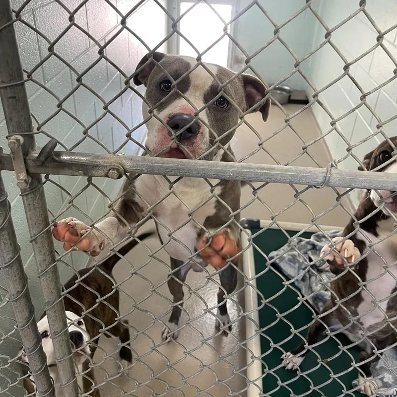 An adult medium-sized male Gray / Blue / Silver Mixed Breed dog named Dollar for adoption in Newark, NJ