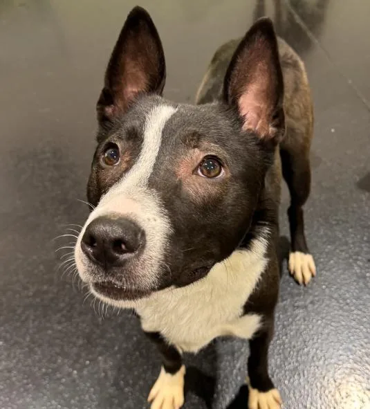 A young medium-sized male Black Husky dog named Alex for adoption in Naperville, IL