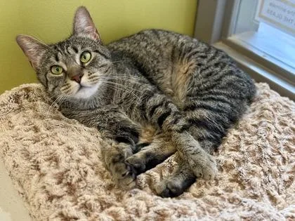 An adult medium-sized female Tabby (Brown / Chocolate) Domestic Short Hair cat named Sangria for adoption in Downers Grove, IL